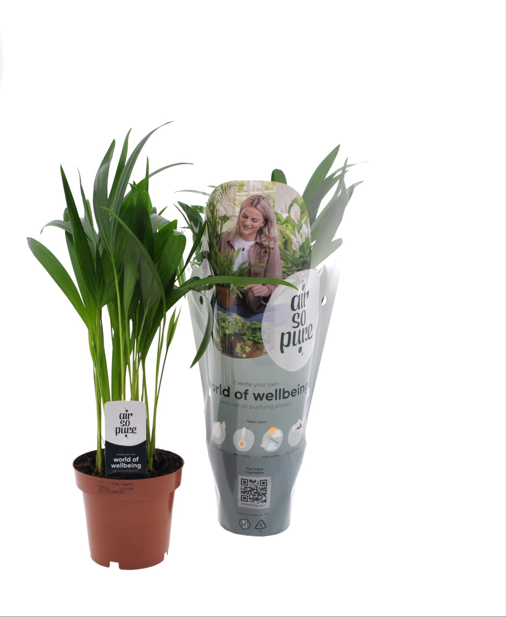 Goldfruchtpalme – Dypsis Lutescens – Zimmerpflanze – Ø12cm Topf – Ca. 40cm hoch – Pflegeleichte Mini – Palme mit tropischem Flair – Plant