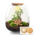 Flaschengarten Emma – Bausatz mit LED – Korkdeckel – Ø23cm ↕25cm – DIY Pflanzenterrarium mit Ficus Ginseng Bonsai, Farn & Fittonia Ruby Lime – Plant