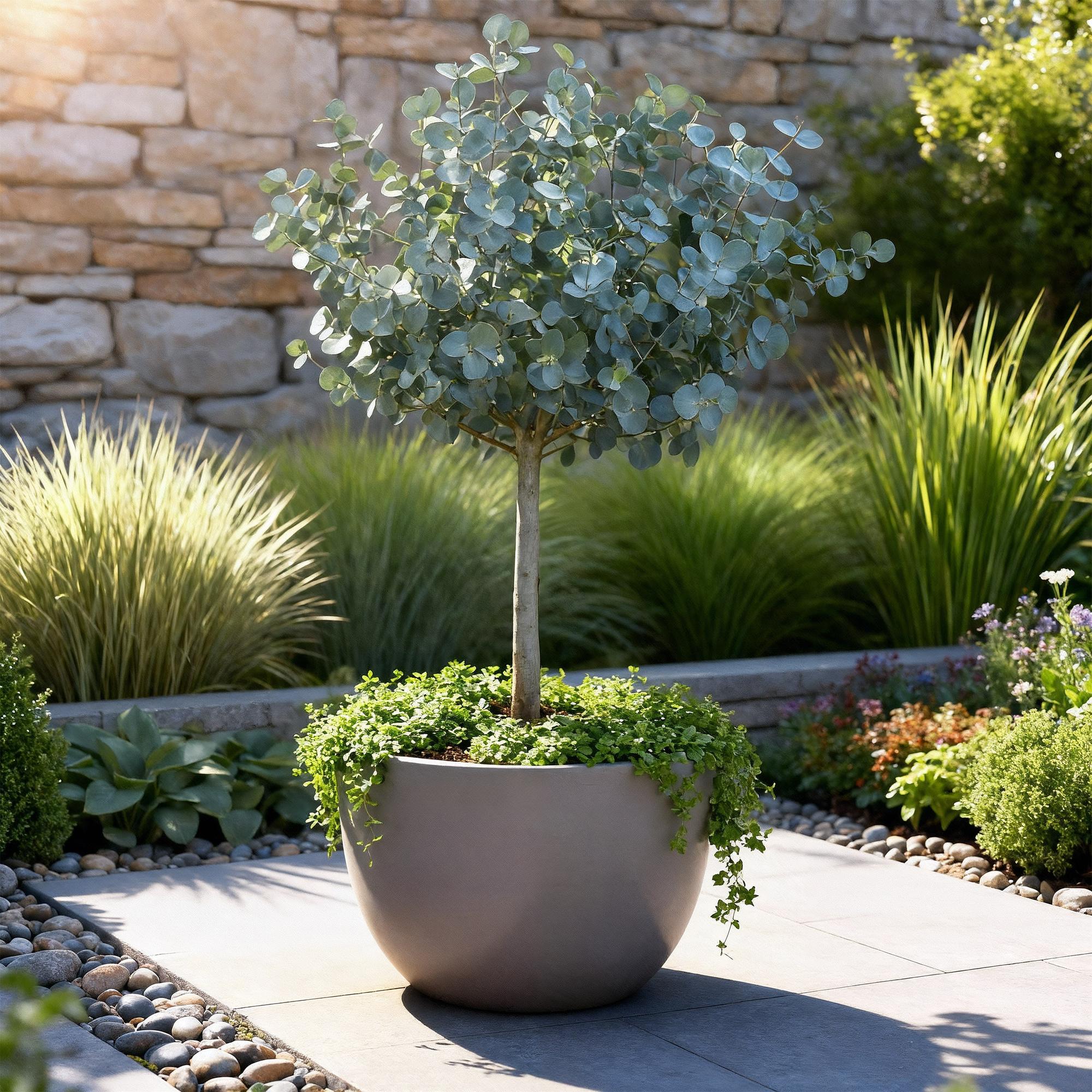 Eukalyptus Eucalyptus gunnii Azura – 19cm – Höhe ca. 90cm – Immergrüne winterharte Terrassenpflanze mit graugrünen duftenden Blättern – Plant