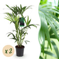 Howea Forsteriana – Kentia – Palme – 2 Pflanzen – 80-85cm – 19cm – Pflegeleichte Zimmerpalmen mit eleganten Wedeln