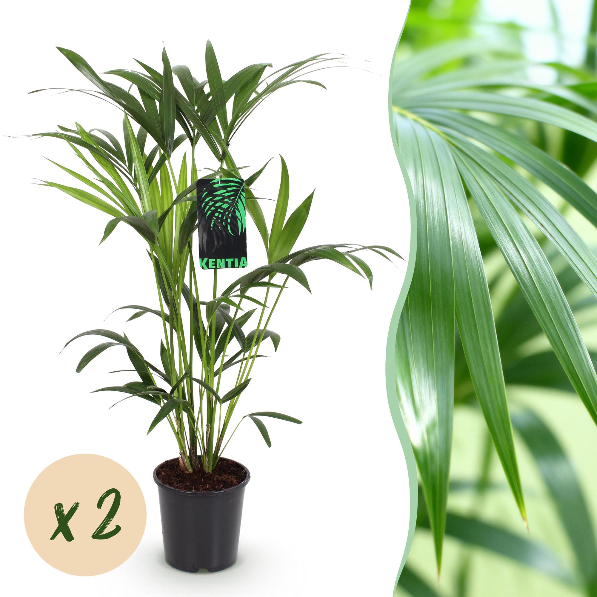 Howea Forsteriana – Kentia – Palme – 2 Pflanzen – 80-85cm – 19cm – Pflegeleichte Zimmerpalmen mit eleganten Wedeln
