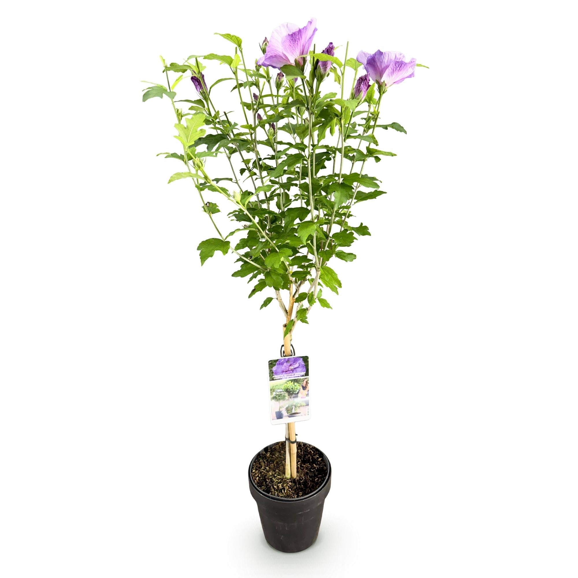 Hibiscus syriacus Lavender Chiffon – Stamm – Pflanze Ø19cm – ca. 90cm hoch – Winterharte Terrassen – & Balkonpflanze – Lila gefüllte Blüten – Plant