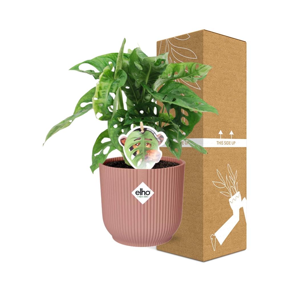Fensterblatt – Monstera ‘Monkey Leaf’ im Topf Vibes Fold 14cm – Zimmerpflanze im Dekotopf Rose – Pflegeleicht & luftreinigend – Plant