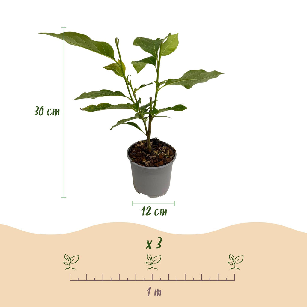 Magnolia Susan – 12cm – Höhe ca. 30cm – Laubabwerfende Magnolie mit tief lilafarbenen duftenden Frühjahrsblüten – Plant