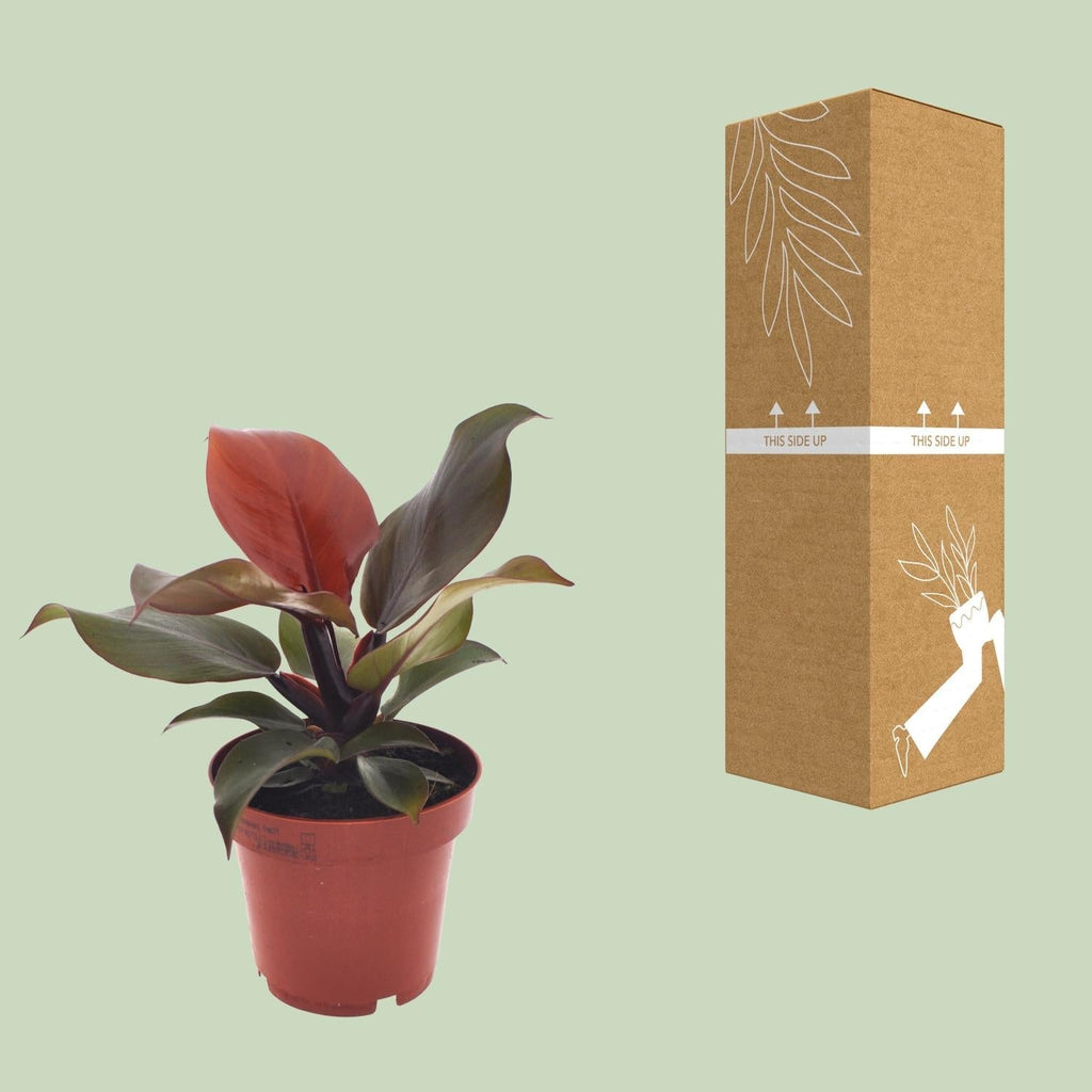 Philodendron Imperial Red – Ø12cm – ↕25cm – Tropische Zimmerpflanze – Luftreinigend & dekorativ – Pflegeleicht – Plant