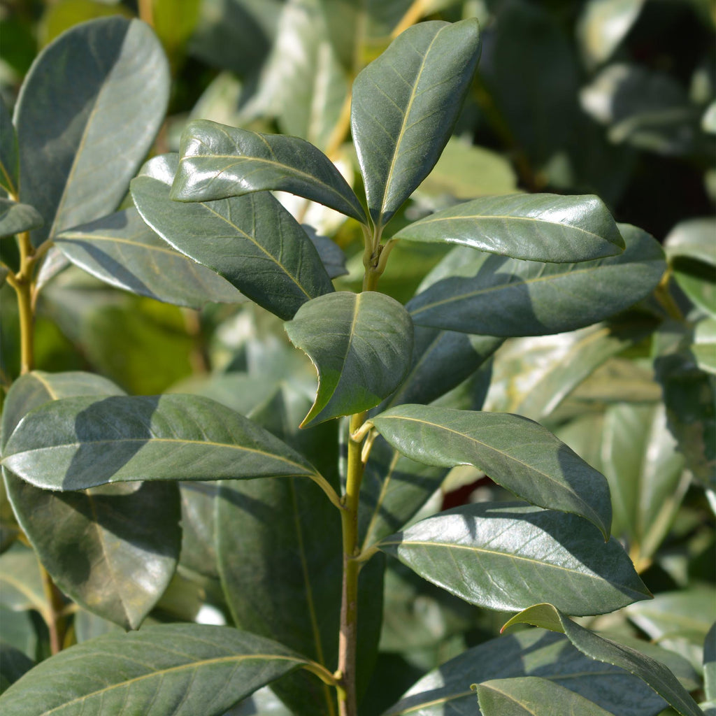 Kirschlorbeer Prunus laurocerasus Rotundifolia – Immergrün – Heckenpflanze – Blatt grün – 6 Pflanzen – 1 laufender Meter – 17cm Höhe 50cm – Plant