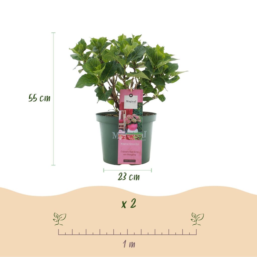 Hortensie Magical Green Fire – Hydrangea macrophylla – Rosa – Grün – Balkonpflanze – Im 23cm Topf – Ca. 55cm hoch – 6-10 Blüten – Pflegeleicht – Plant