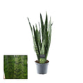 Sansevieria Zeylanica – Bogenhanf – Zimmerpflanze – Ø14cm – ↕55cm – Pflegeleicht & luftreinigend – Für Schlafzimmer, Wohnzimmer & Büro – Plant