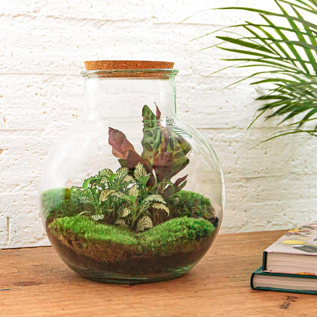 Flaschengarten Teddy – DIY Bausatz Terrarium – ↕26,5cm – Do It Yourself Pflanzen – Set im Glas mit Kork – Autarkes Mini – Ökosystem – Plant