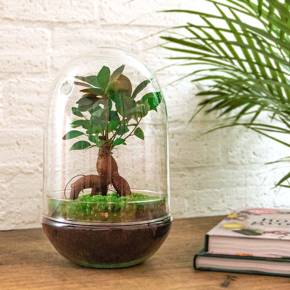 Flaschengarten Egg XL Bonsai – DIY Bausatz Terrarium – ↕30cm – Do – It – Yourself Pflanzen – Set im Glas mit Korkdeckel – Autarkes Mini – Ökosystem – Plant