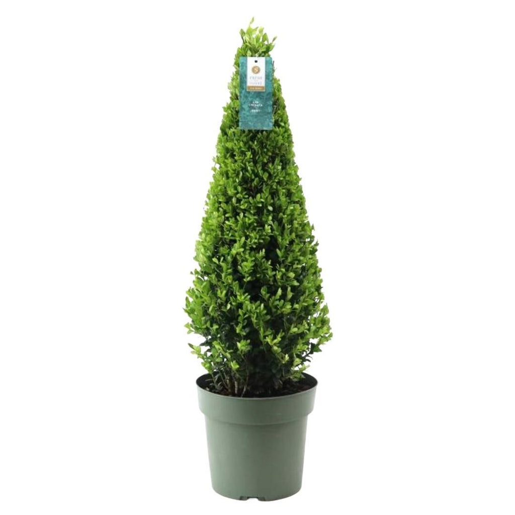 Stechpalme Ilex crenata Pyramide – ↕55cm – Ø21cm – Immergrüner, winterharter Buchsbaum – Ersatz für Garten, Terrasse & Topf – Plant