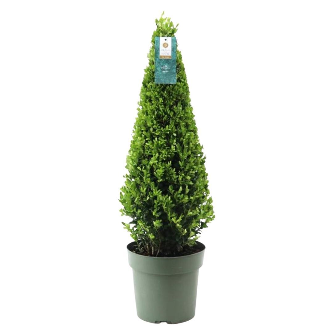 Stechpalme Ilex crenata Pyramide – ↕55cm – Ø21cm – Immergrüner, winterharter Buchsbaum – Ersatz für Garten, Terrasse & Topf – Plant