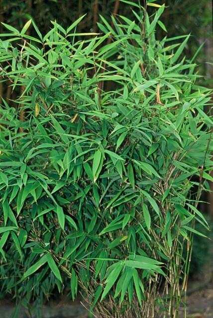 Fargesia Rufa – Nicht – Ausbreitender Bambus – Ø7cm – ↕15cm – 6 Pflanzen – Winterhart & Pflegeleicht – Für Hecken, Garten & Terrasse – Plant