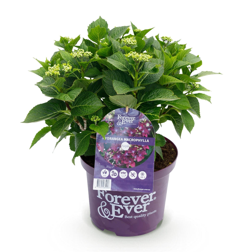 Hortensie Forever & Ever Lila – Hydrangea macrophylla – Lila – Balkonpflanze – 23cm 55cm hoch – 7-12 Blüten – Für Balkon, Terrasse & Beet – Plant