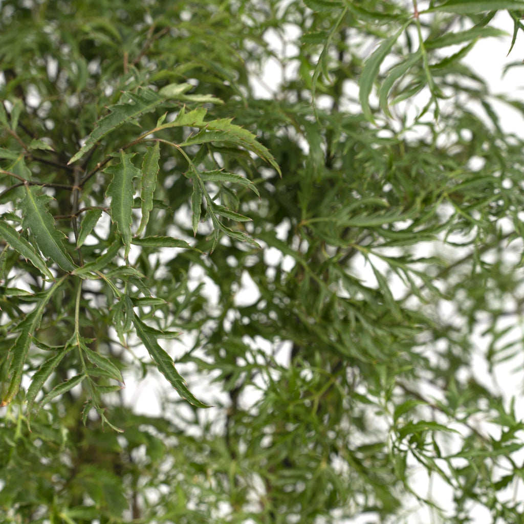 Polyscias Fruticosa – Aralia Zimmerpflanze – Ø21cm – ↕75cm – Tropische Grünpflanze mit feinem, filigranen Laub – Pflegeleicht & luftreinigend – Plant