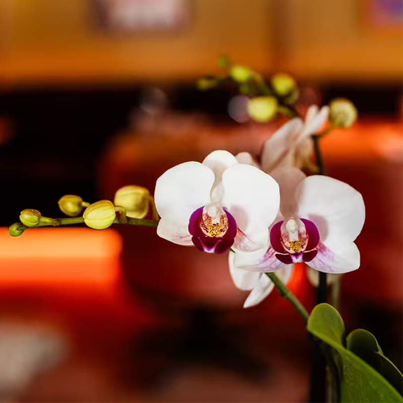Geschenkset Large White – Gibraltar Orchidee Ø9cm + 2 Grünpflanzen – Bubble – Übertöpfe Ø9cm/Ø6cm + Bowl – Übertopf – frisch vom Züchter