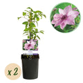 Kletterpflanze Clematis Pink Fantasy – Rosa Blüten – Wenig Pflege – 2 Pflanzen – 11cm Höhe 40cm – Für Garten, Terrasse & Pergolen – Plant