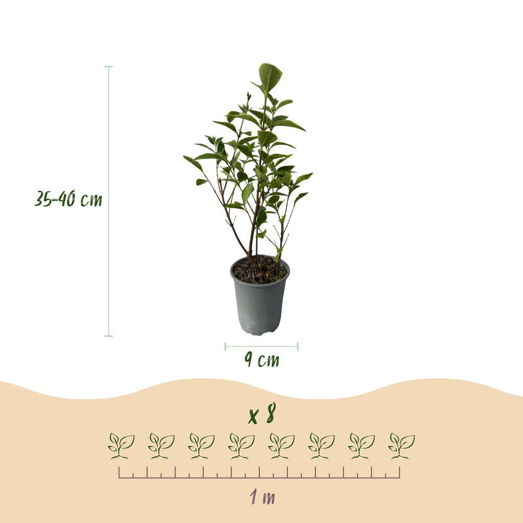 Ovalblättriger Liguster Ligustrum ovalifolium Aureum – Immergrüne Heckenpflanzen – 8 Pflanzen – 1m – 9cm Höhe 35-40cm – Gelb – Grün – Pflegeleicht – Plant