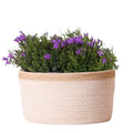 Campanula Addenda Ambella Intense Purple 3er Set – Glockenblume lila im Baumwollkorb mit Bewässerungsreservoir – Topfgröße 12cm – Plant