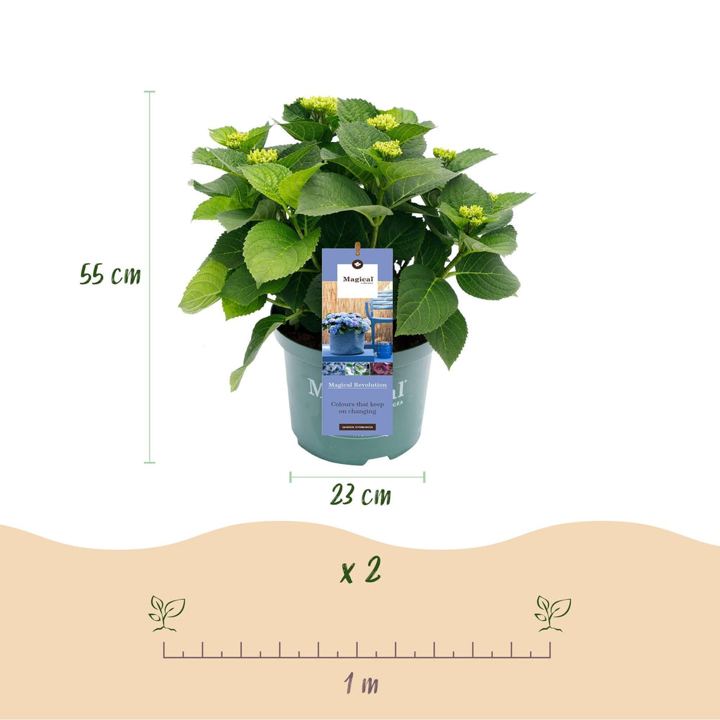 Hortensie Magical Revolution Blue – Blau – 2 Pflanzen – Hydrangea macrophylla – 23cm – Ca. 55cm hoch – 6-10 Blüten – Für Beet, Balkon & Terrasse – Plant