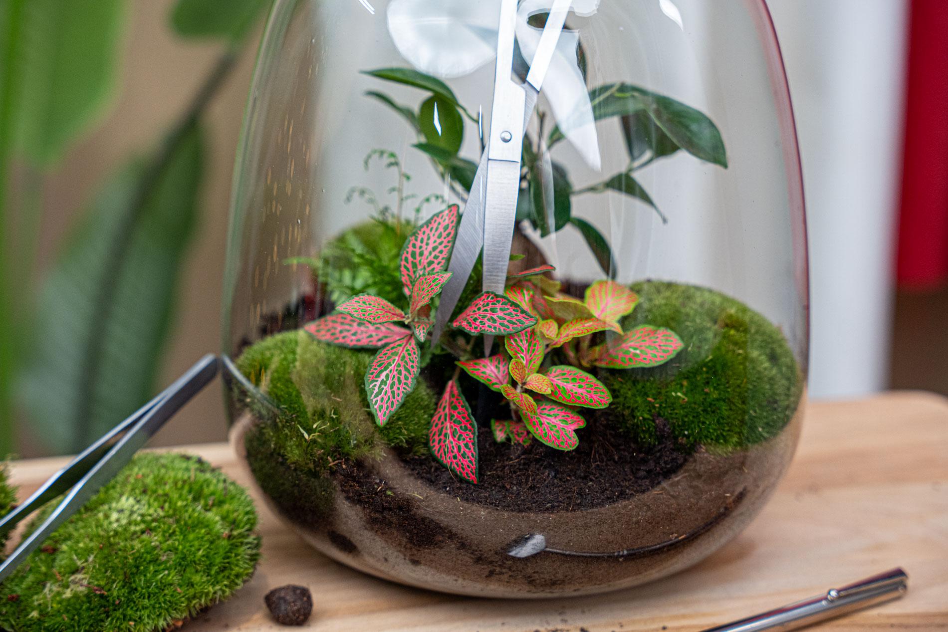 Lange Terrarienschere – Edelstahl – 25cm – Präzisionsschere mit gebogener Klinge – Rostfreie Aquascaping & Pflanzenpflege – Schere – Plant
