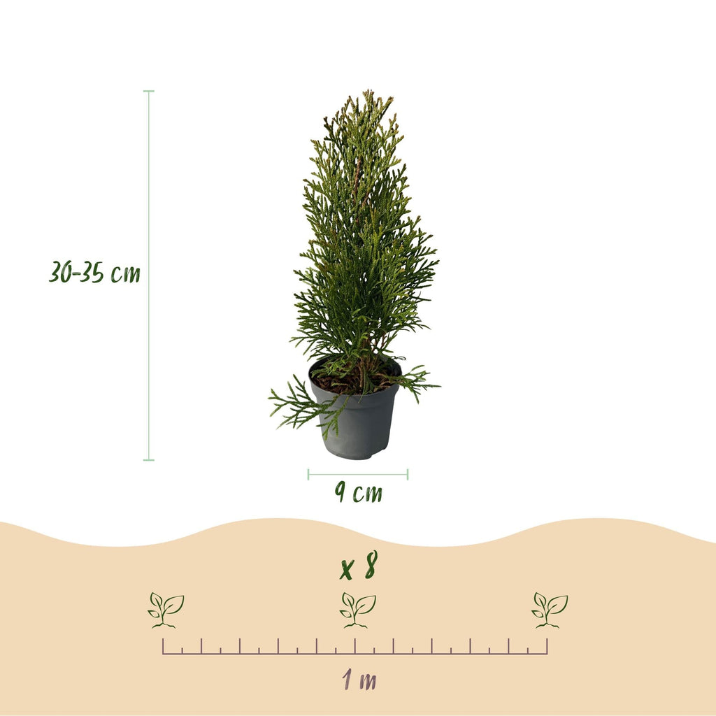Lebensbaum Thuja occidentalis Smaragd – Immergrüne Heckenpflanze – 8 Pflanzen – 1m – 9cm Höhe 30-35cm – Schnellwachsend & Pflegeleicht – Plant