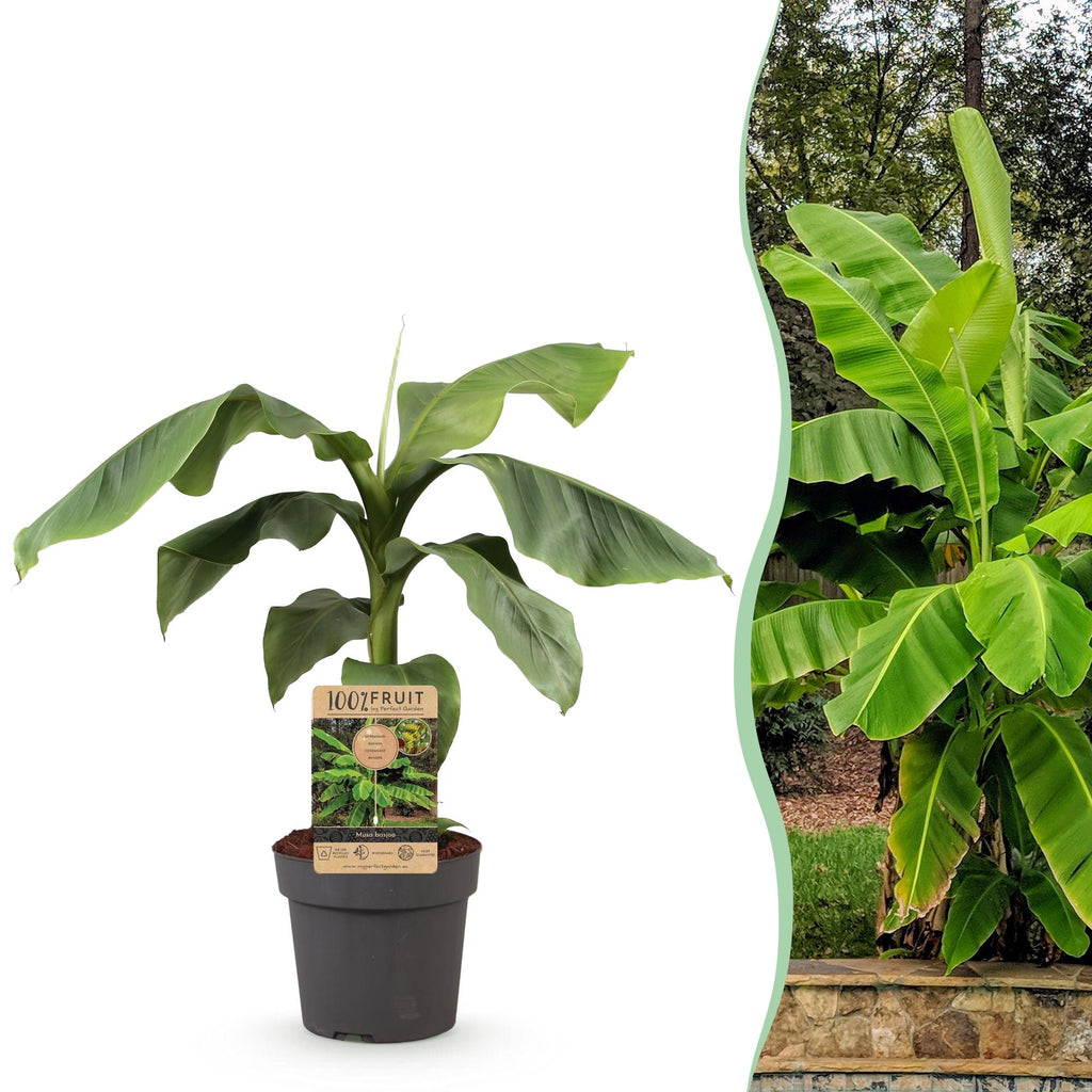 Japanische Faserbanane – Musa Basjoo – Winterharte Bananenpflanze – Ø21cm – Höhe ca. 90cm – Exotische Obstpflanze für Garten & Terrasse – Plant