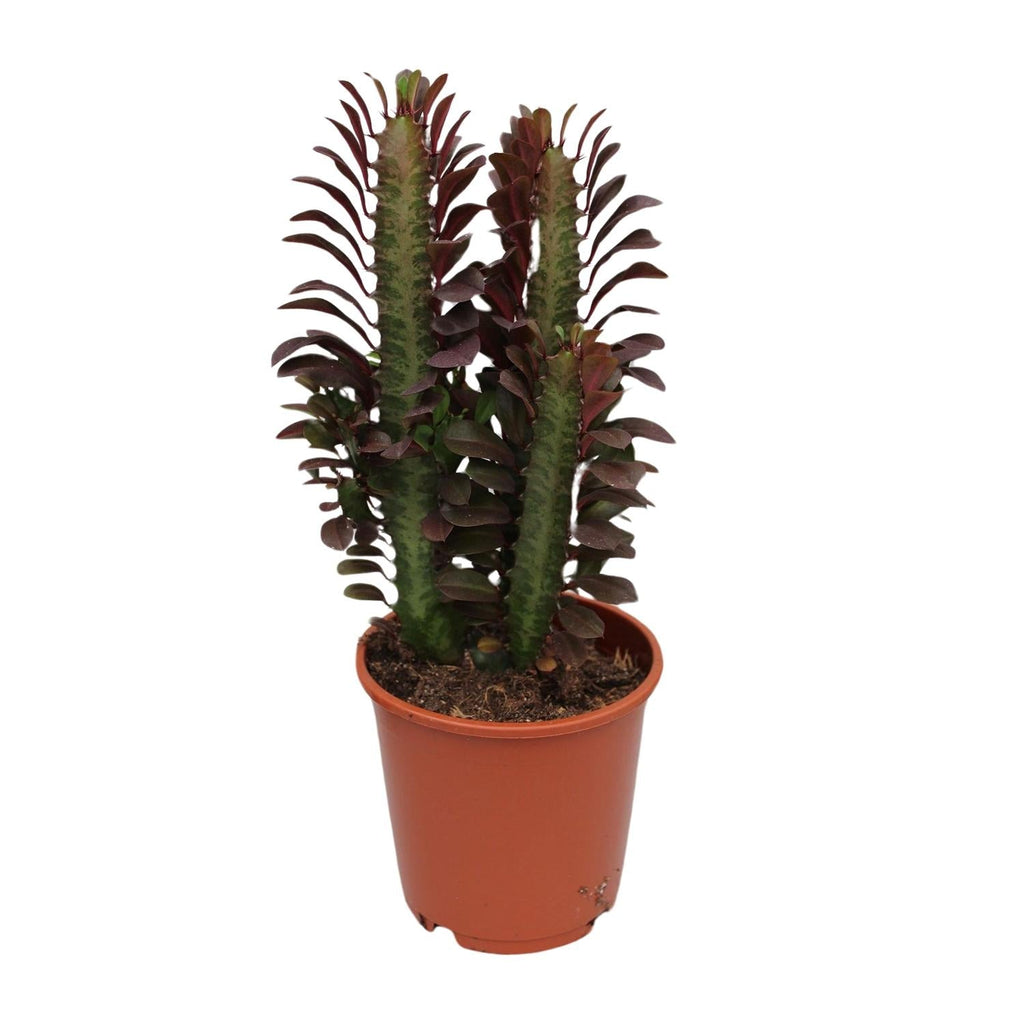 Euphorbia Trigona Rubra – Wolfsmilch – Zimmerpflanze – Ø12cm – ↕40cm – Rote Sukkulente – Pflegeleicht & robust – Für sonnige Innenbereiche – Plant