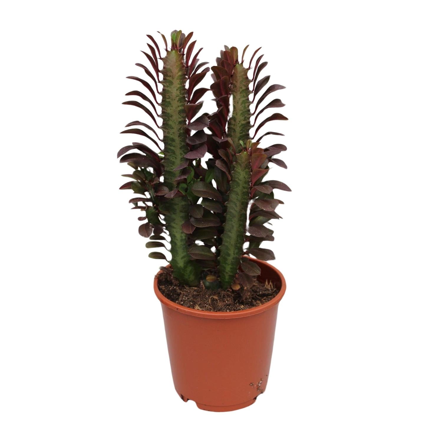Euphorbia Trigona Rubra – Wolfsmilch – Zimmerpflanze – Ø12cm – ↕40cm – Rote Sukkulente – Pflegeleicht & robust – Für sonnige Innenbereiche – Plant