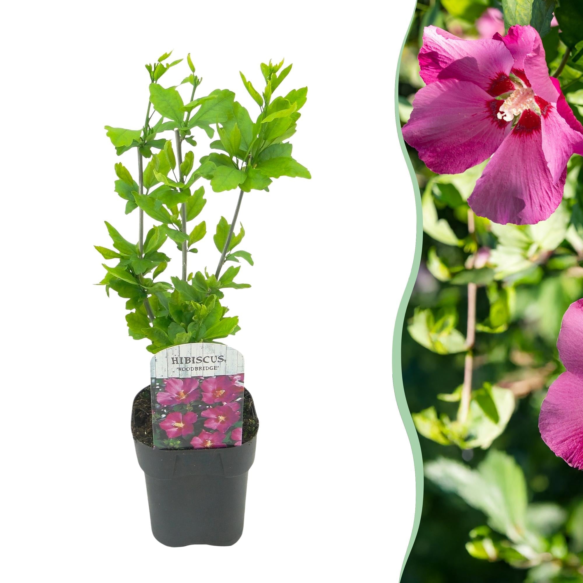 Garteneibisch Hibiscus syriacus Woodbridge – Strauch – Blüte Rosa – Laubabwerfend – Pflegeleicht – 17cm Höhe 45cm – Für Garten & Terrasse – Plant