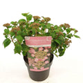 Hydrangea serrata 'Pink Petticoat' – Zierhortensie – Ø19cm – ↕25cm – Kompakte Gartenhortensie mit zartrosa Blüten – Für Beet, Balkon & Kübel – Plant