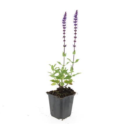 Blüten Salbei Salvia nemorosa Caradonna – ↕10-25cm – Ø9cm – Tiefviolett – Bienenfreundlich – Pflegeleicht – Sonniger Standort – Plant