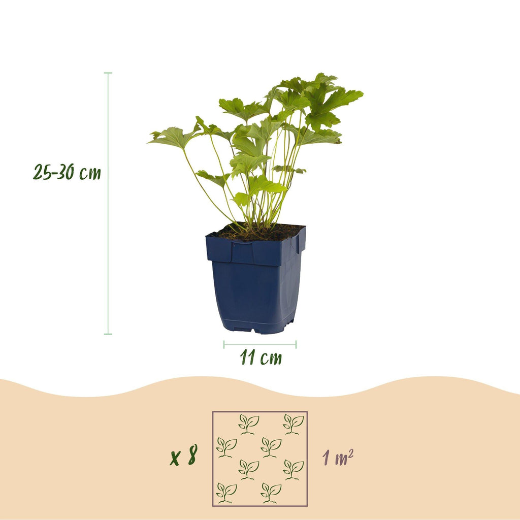 Staudenset – Weiß – 6 weiße Blühstauden – Für 1m² Beet – Pflegeleicht – Eleganter Blütenteppich – Für sonnige Standorte – Ø11cm – Plant