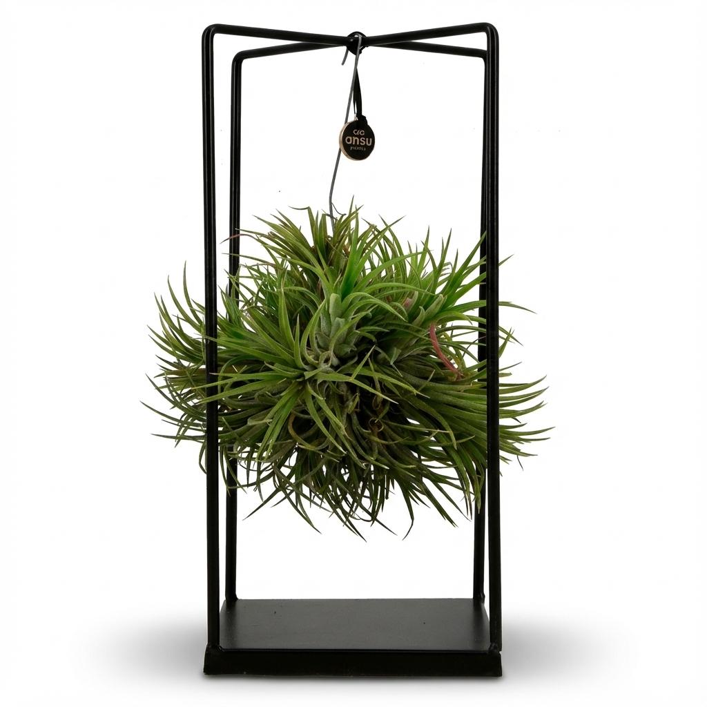 Luftpflanze Tillandsia im Dekor Ø14cm Höhe37cm – Erdefreie Air Plant in dekorativer Schale – Modernes Pflanzen – Dekoobjekt für Wohnraum & Büro