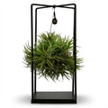 Luftpflanze Tillandsia im Dekor Ø14cm Höhe37cm – Erdefreie Air Plant in dekorativer Schale – Modernes Pflanzen – Dekoobjekt für Wohnraum & Büro