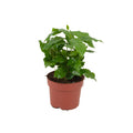 Kaffeepflanze Coffea Arabica Ø12cm Höhe20-25cm – Tropische Zimmerpflanze mit glänzenden Blättern – Dekorative Kaffeepflanze für Wohnraum & Büro – Plant