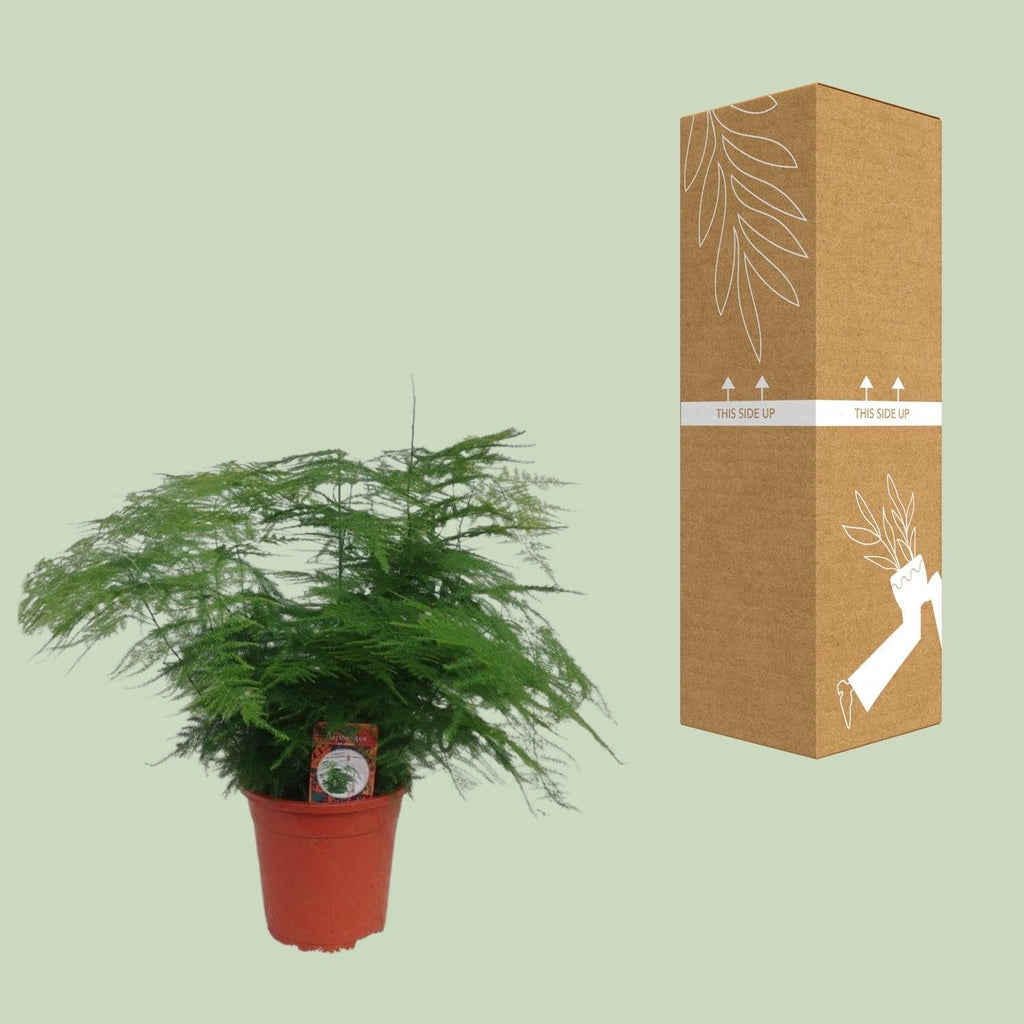 Asparagus setaceus – Zier – Spargel Asparagus – Farn – Ø17cm ↕45cm – Elegante Zimmerpflanze mit feinem, federartigem Laub – Plant