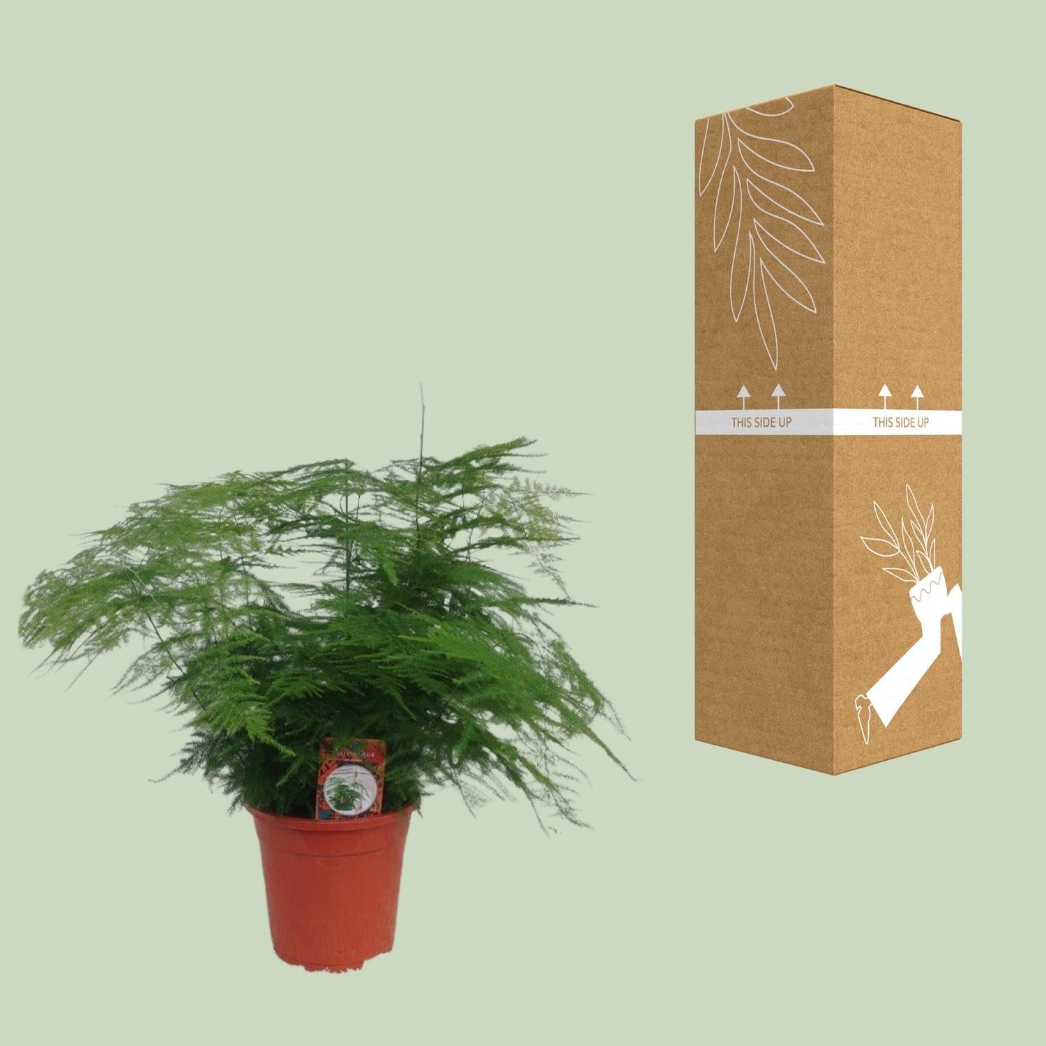 Asparagus setaceus – Zier – Spargel Asparagus – Farn – Ø17cm ↕45cm – Elegante Zimmerpflanze mit feinem, federartigem Laub – Plant