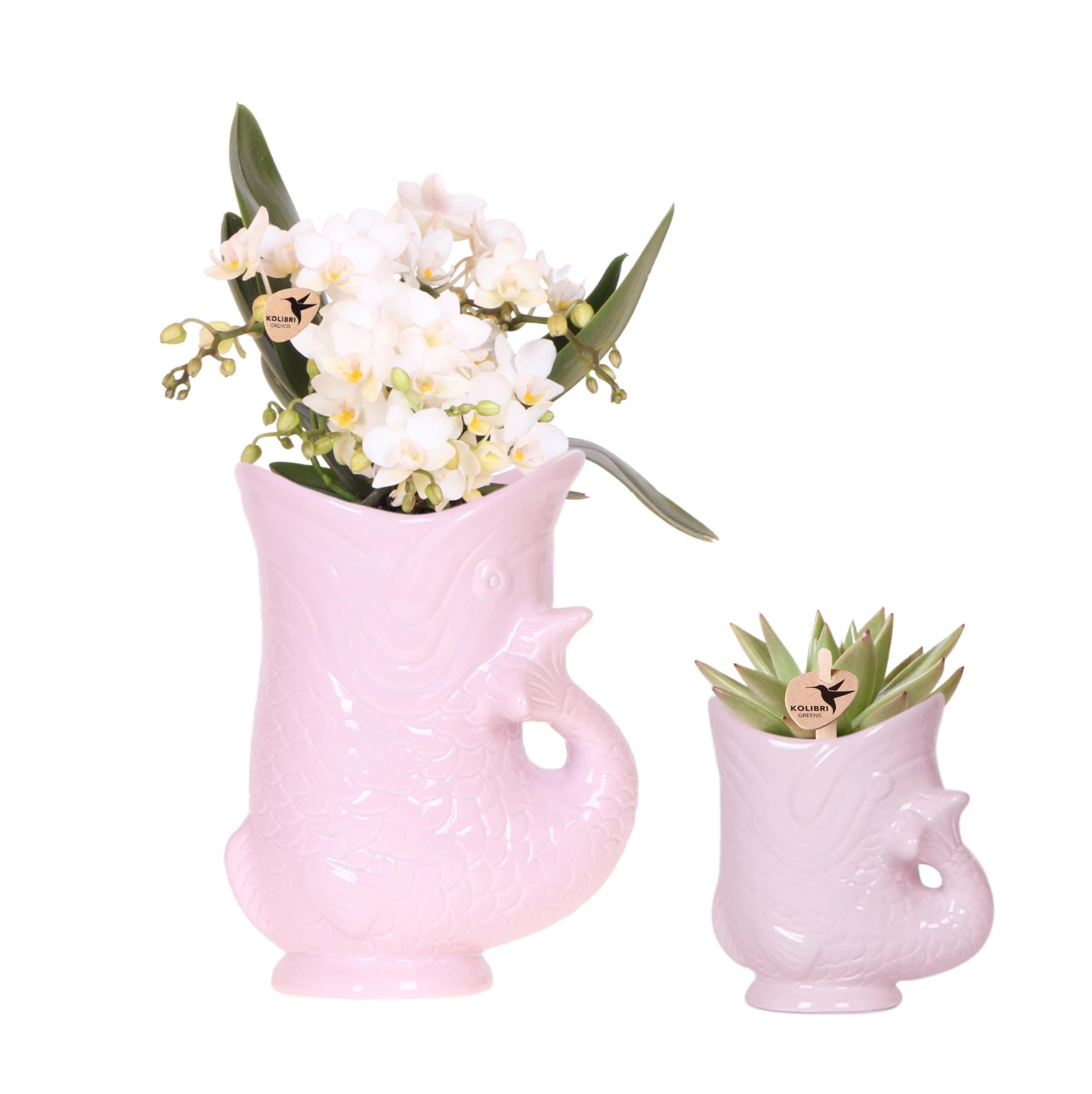 Set mit weißer Orchidee Nazaré und Sukkulente im rosa Fisch – Dekotopf – Topfgröße Ø9cm & Ø6cm – Blühende Zimmerpflanze – Frisch vom Züchter – Plant
