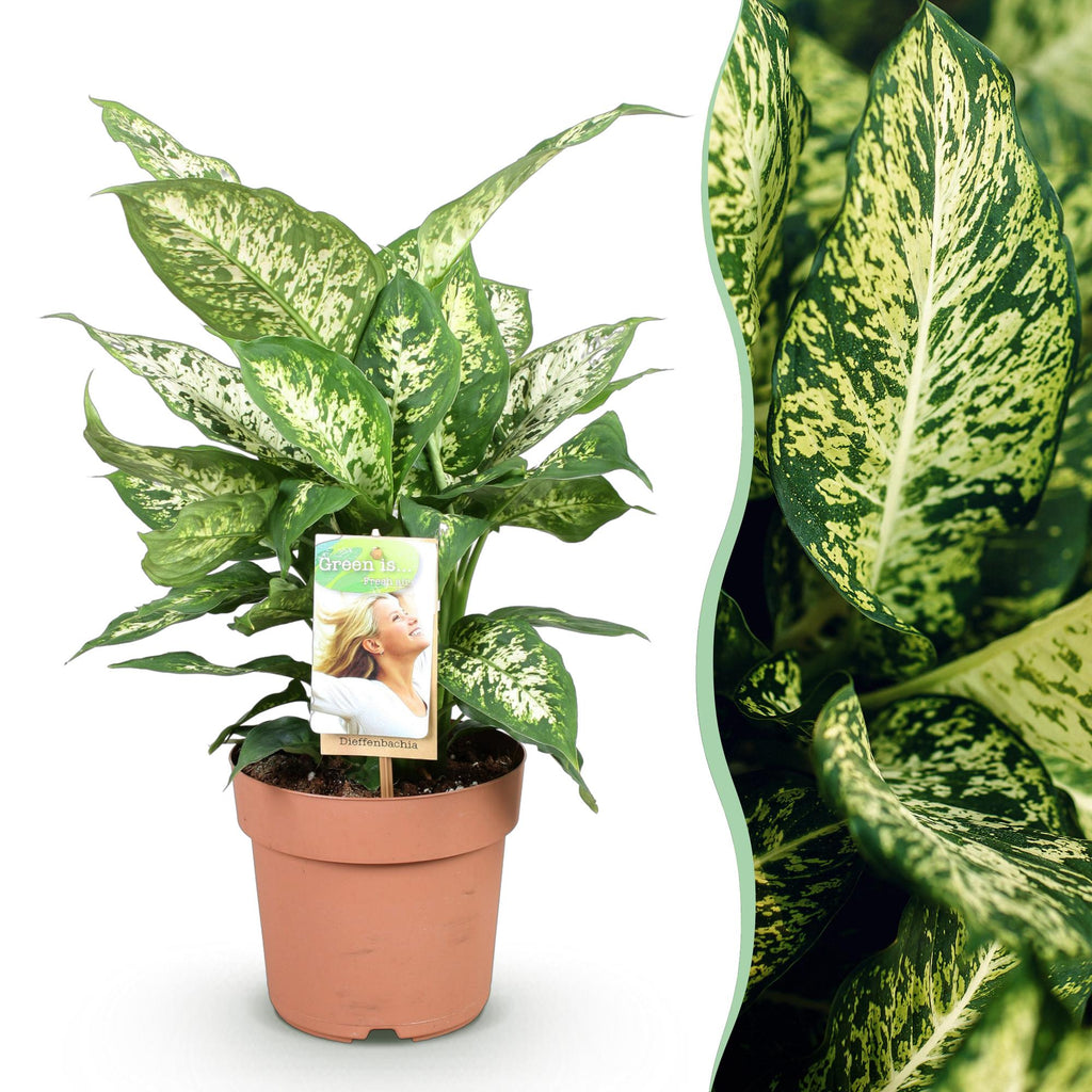 Dieffenbachia Compacta – Buntlaubige Zimmerpflanze – 17cm – Höhe 45-50cm – Pflegeleichte dekorative Blattpflanze für Wohn – und Arbeitsräume – Plant