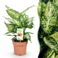 Dieffenbachia Compacta – Buntlaubige Zimmerpflanze – 17cm – Höhe 45-50cm – Pflegeleichte dekorative Blattpflanze für Wohn – und Arbeitsräume – Plant