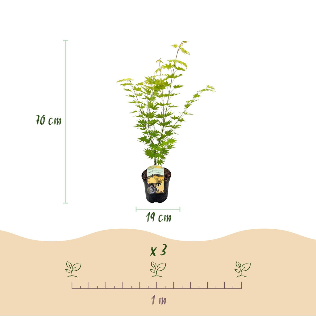 Japanischer Ahorn Acer palmatum 'Jordan' – Gelb – Grün – Balkon – & Gartenpflanze – Ø19cm – Ca. 70cm hoch – Plant