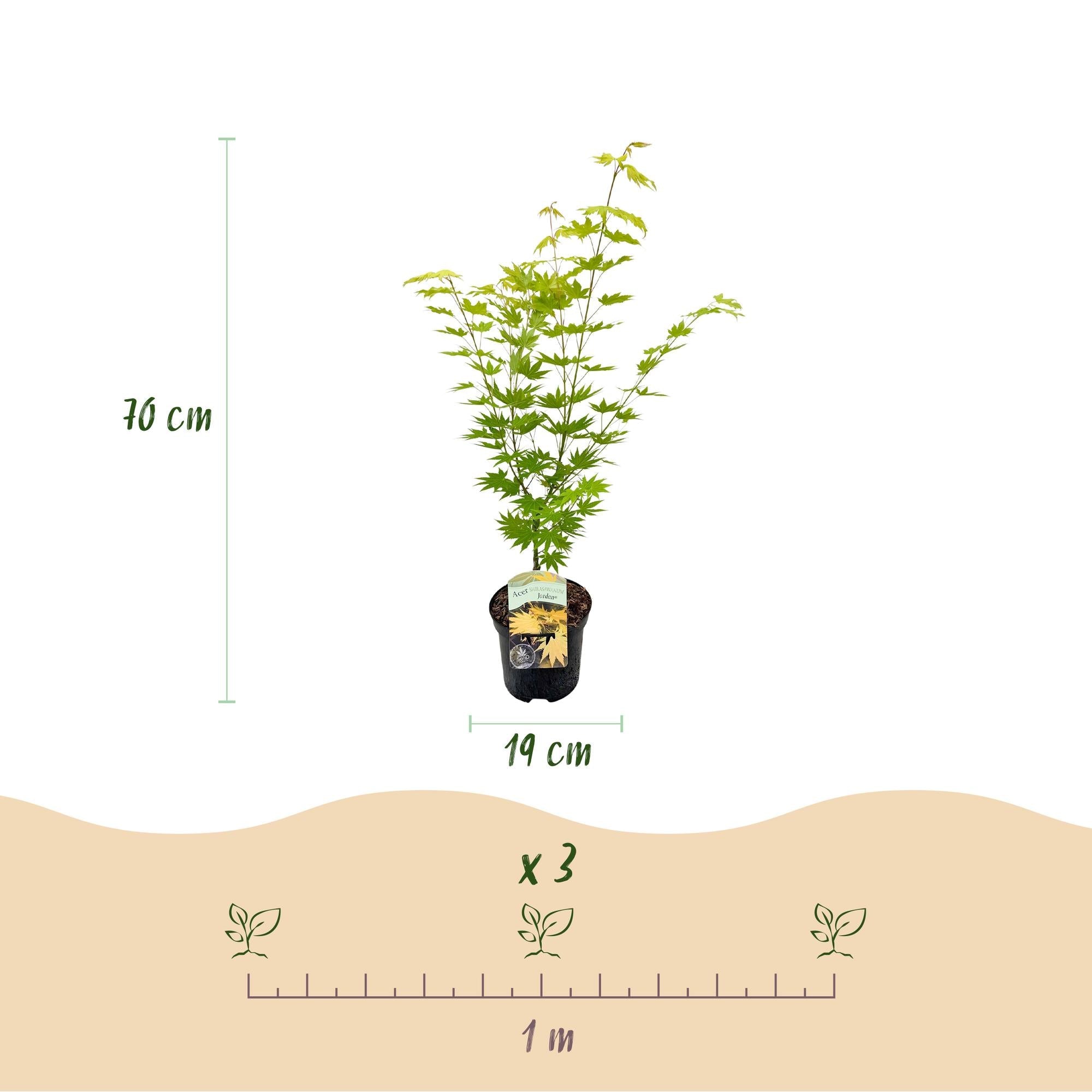 Japanischer Ahorn Acer palmatum 'Jordan' – Gelb – Grün – Balkon – & Gartenpflanze – Ø19cm – Ca. 70cm hoch – Plant