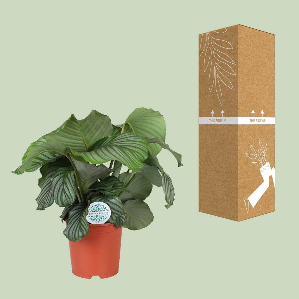 Calathea Orbifolia – Korbmarante - Ø21cm – ↕70cm – Tropische Zimmerpflanze mit großen, silbergrünen Blättern – Luftreinigende Pflanze – Für halbschattige Innenräume – Plant