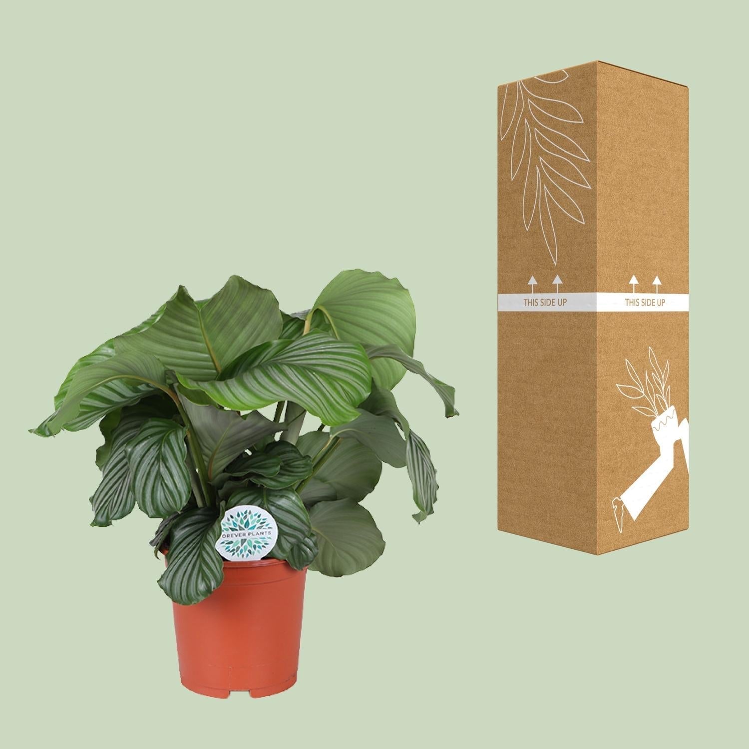 Calathea Orbifolia – Korbmarante - Ø21cm – ↕70cm – Tropische Zimmerpflanze mit großen, silbergrünen Blättern – Luftreinigende Pflanze – Für halbschattige Innenräume – Plant
