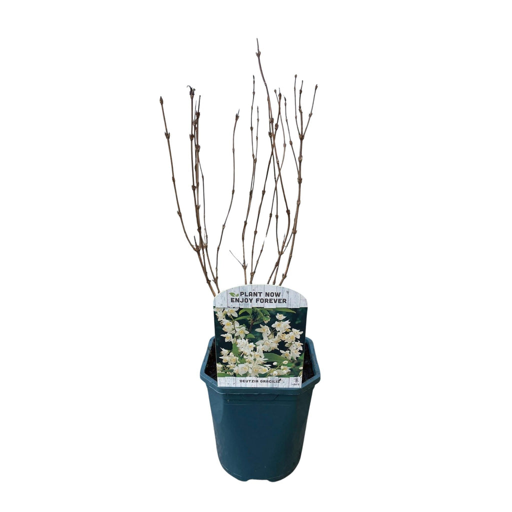 Deutzia Gracilis – Zierlicher Strauch – Blüte Weiß – Bienen – & Schmetterlingsfreundlich – 17cm x H45cm – pflegeleicht – Plant