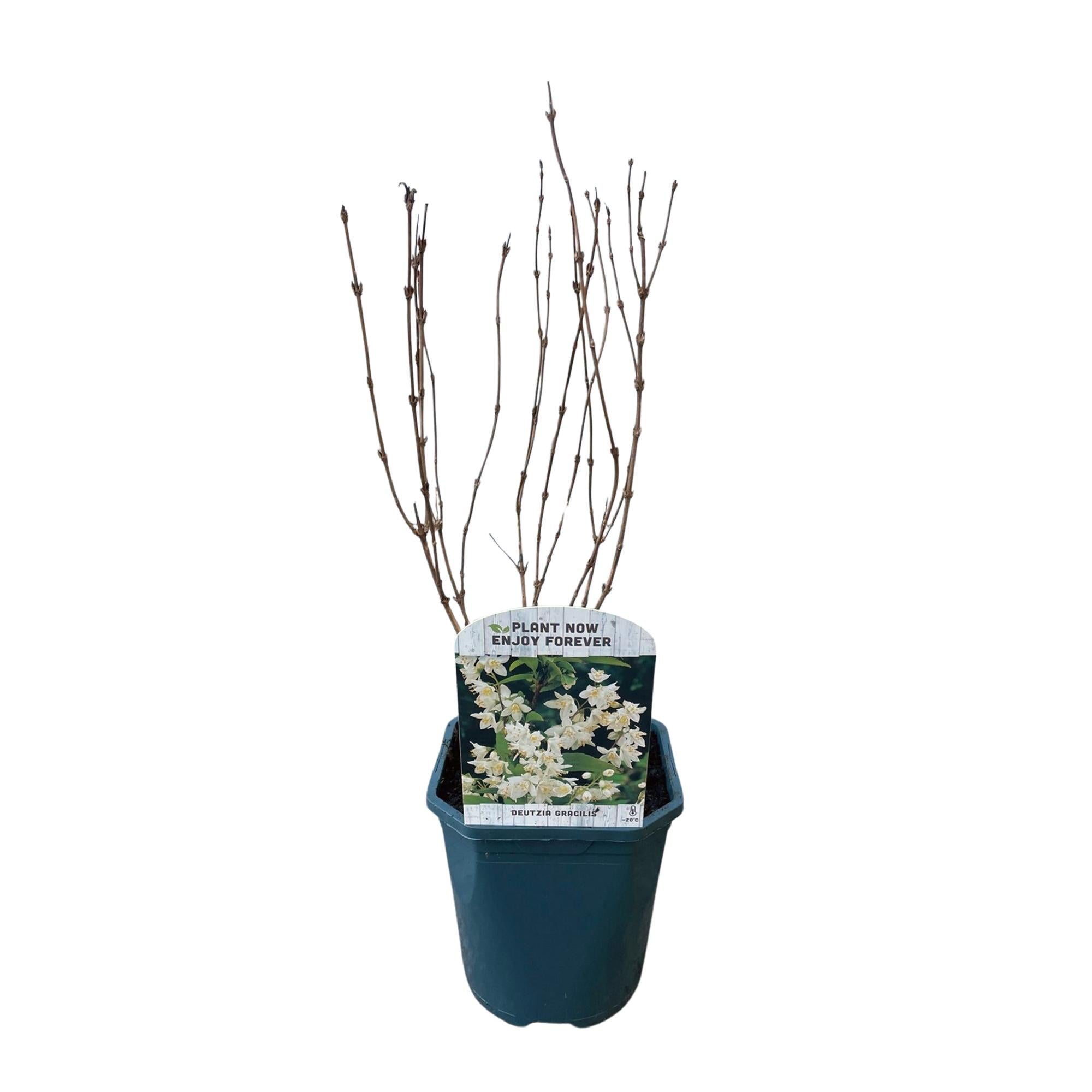 Deutzia Gracilis – Zierlicher Strauch – Blüte Weiß – Bienen – & Schmetterlingsfreundlich – 17cm x H45cm – pflegeleicht – Plant