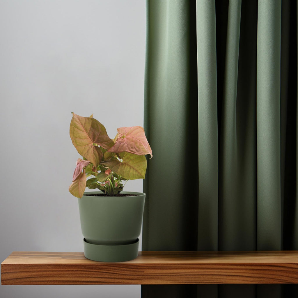 Purpurtute – Syngonium Neon – Pfeilspitzengewächs – Zimmerpflanze – Ø12 cm – ↕25 cm – Halbschatten – Pflegeleicht – Dekorativ – Plant