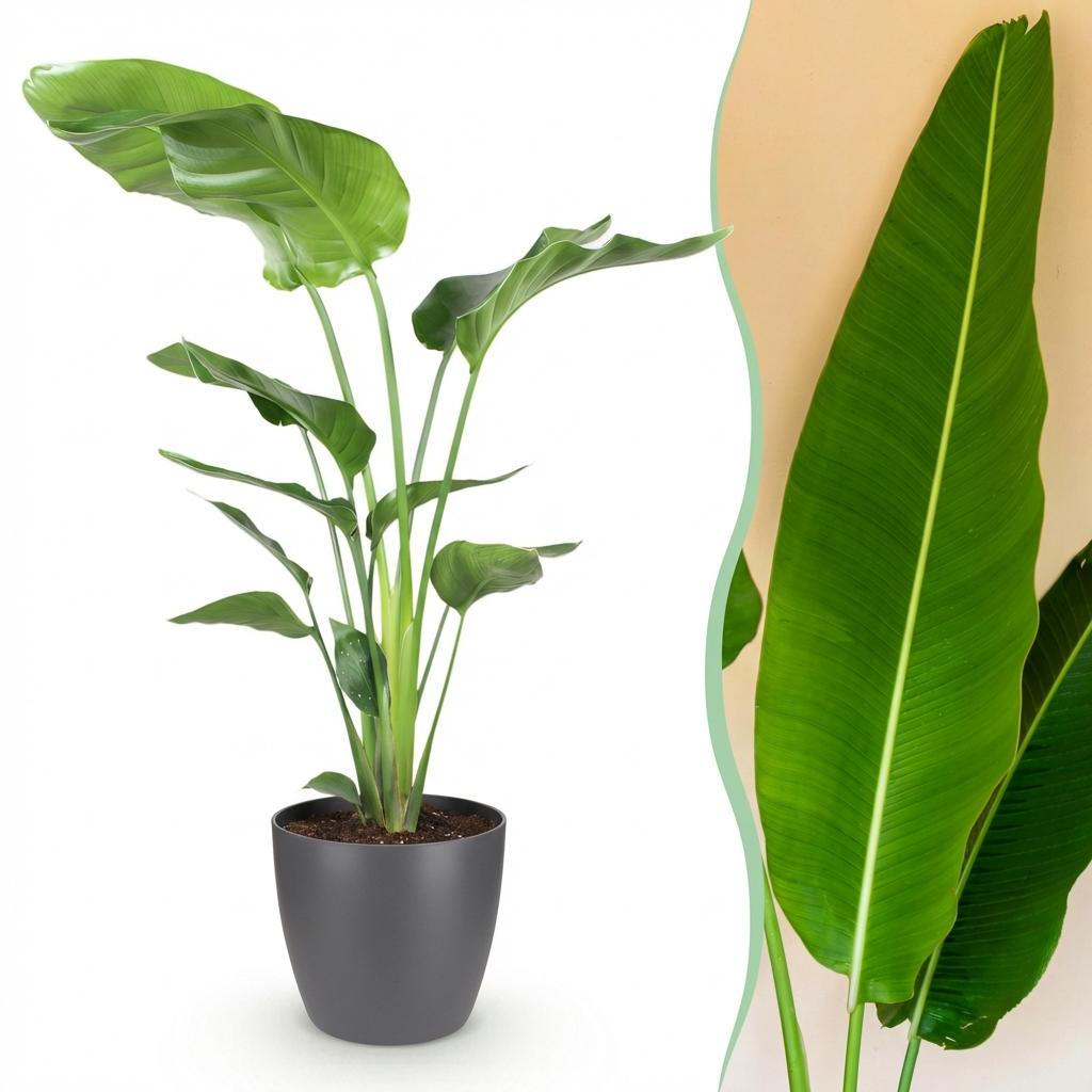 Strelitzia Nicolai Pflanze Mit Grauem Topf Ø21cm Höhe ca.110-120cm Paradiesvogelblume Großpflanze Pflegeleicht Grünpflanze Für Zimmer Büro &