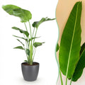 Strelitzia Nicolai Pflanze Mit Grauem Topf Ø21cm Höhe ca.110-120cm Paradiesvogelblume Großpflanze Pflegeleicht Grünpflanze Für Zimmer Büro &